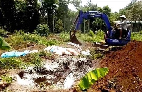 Tạm cấp 1.270 tỷ đồng tiêu hủy lợn mắc bệnh dịch tả lợn châu Phi