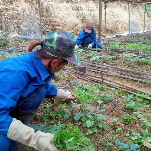 Đánh thức kho dược liệu Tả Phìn Hồ