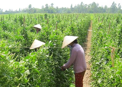 Hiệu quả từ mô hình trồng mồng tơi lấy hạt ở An Giang