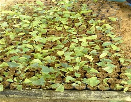 Huyện miền núi Tường Xuân hỗ trợ nông dân vùng cao phát triển kinh tế rừng