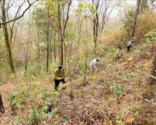 Quảng Trị tạo hệ thống liên hoàn phòng chống cháy rừng