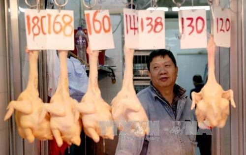 Chủ động phòng chống cúm A(H7N9) xâm nhập vào Việt Nam