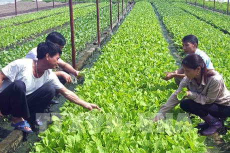 Nông nghiệp Tây Nguyên thích ứng với biến đổi khí hậu (Bài 2)