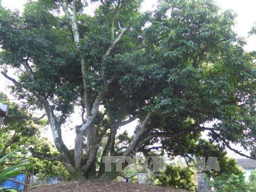 Khoảng 3.000 lượt khách tham quan cây vải tổ ở Hải Dương
