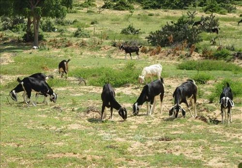 Chuyển đổi phát triển mô hình trồng trọt, chăn nuôi theo chuỗi liên kết ở xã Đa Kia