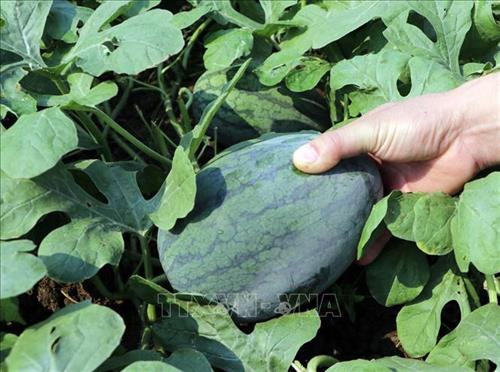 Hiệu quả kinh tế cao từ trồng dưa hấu phủ nilon ở Lai Châu