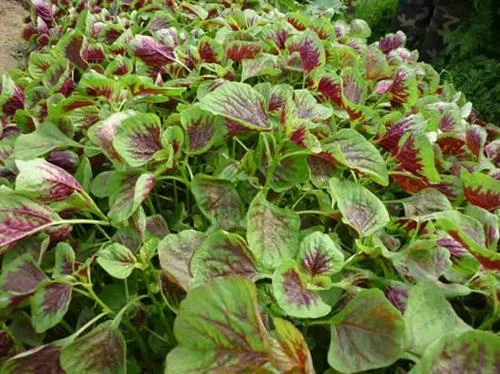 Kỹ thuật trồng và bón phân cho cây rau dền