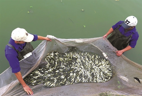 Kỹ thuật thả cá giống vụ đông xuân