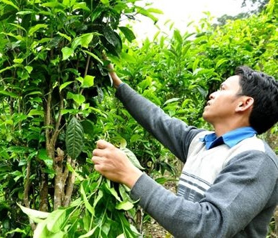 Xây dựng thương hiệu chè Trà Nham