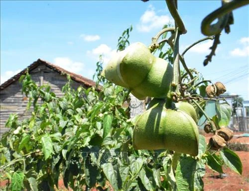 Nông dân Đắk Lắk gặp khó do trồng sachi tự phát