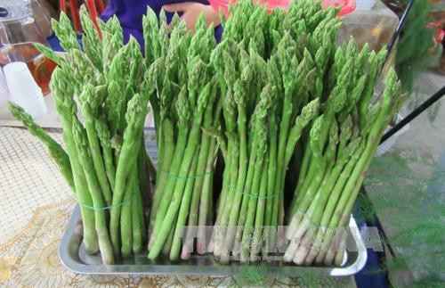 Trồng măng tây xanh cho thu nhập cao 