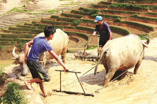 Khau Phạ mùa nước đổ