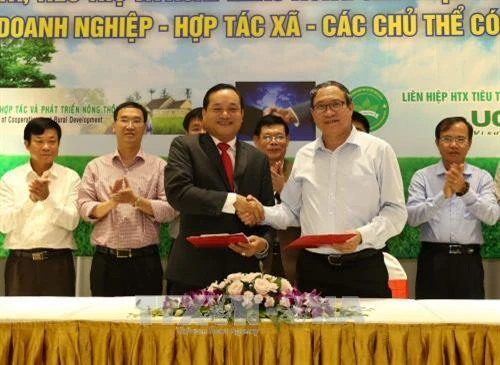 Liên kết sản xuất gắn với tiêu thụ nông sản theo Quyết định 62