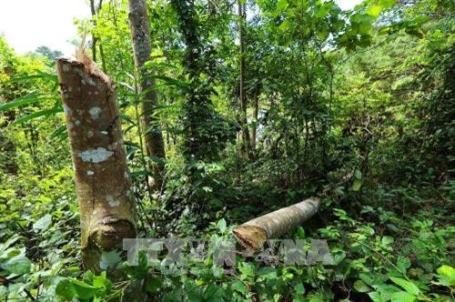 Phạt đối tượng phá rừng đặc dụng Mường Phăng 100 triệu đồng