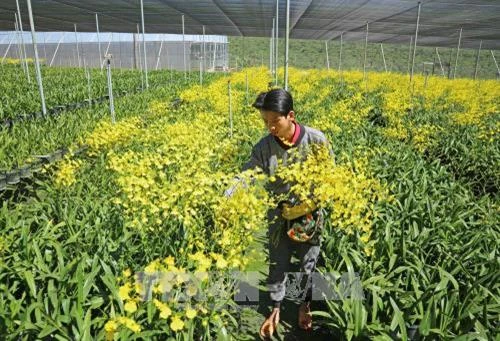 Bội thu nhờ trồng lan vũ nữ xuất khẩu