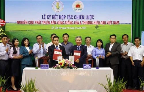 Doanh nghiệp và nhà khoa học "bắt tay" phát triển bền vững giống lúa