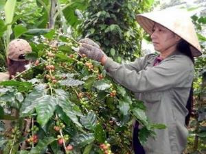 Gia Lai tái canh hơn 2.800 ha cà phê