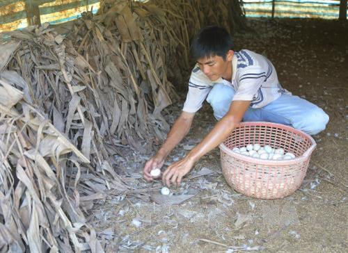 Nhiều hộ thoát nghèo từ vốn vay Ngân hàng Chính sách xã hội