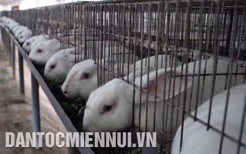 Kỹ thuật chăm sóc, nuôi dưỡng thỏ sinh sản 