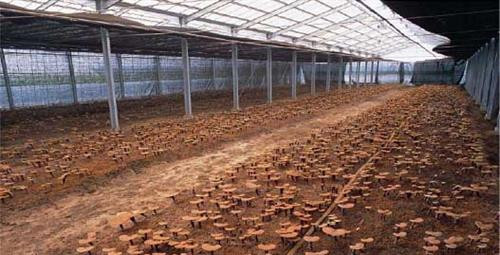 Kỹ thuật trồng nấm linh chi đỏ đạt năng suất cao