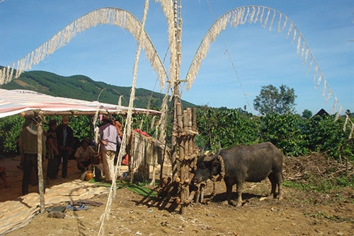 Con trâu trong đời sống của người K'Ho