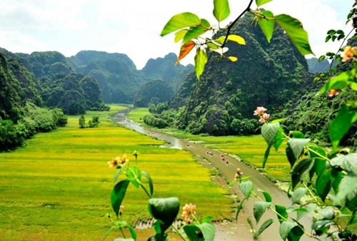 Tam Cốc đẹp ngây ngất trong mùa lúa chín