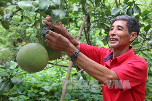 Giải pháp phát triển cây ăn quả bền vững khu vực Nam bộ