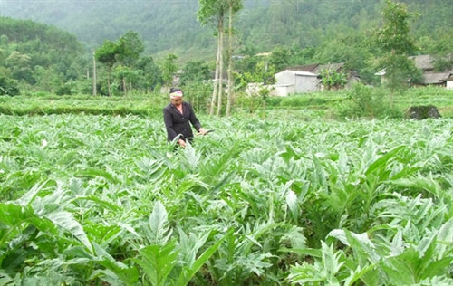 Trồng cây dược liệu, hướng xóa đói giảm nghèo của phụ nữ vùng sâu vùng xa
