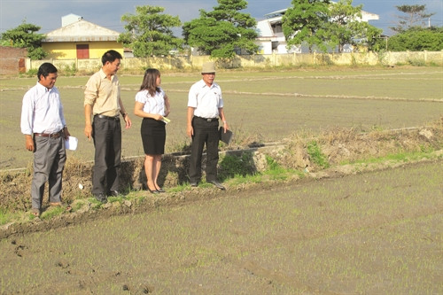 Gia Lai xây dựng thương hiệu gạo Phú Thiện