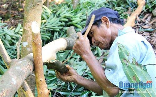 "Trái ngọt" từ đa dạng hóa vùng chuyên canh