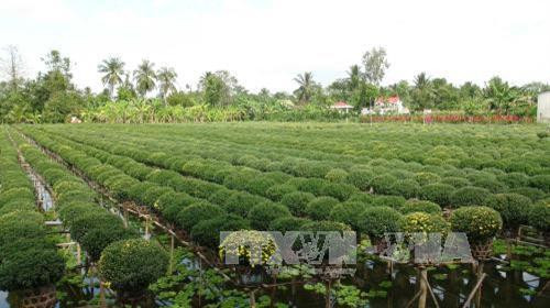 Làng hoa Sa Đéc chuẩn bị hoa phục vụ Tết