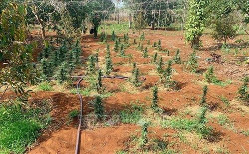 Đắk Lắk: Liên tiếp phát hiện 3 gia đình trồng cây cần sa trái phép