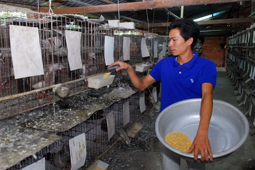 Mô hình nuôi chim bồ câu Pháp mang lại hiệu quả kinh tế cao