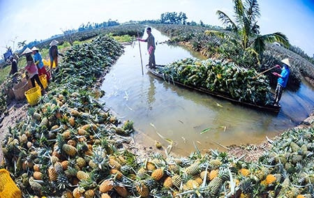 Tái cơ cấu nông nghiệp - Hiệu ứng bước đầu