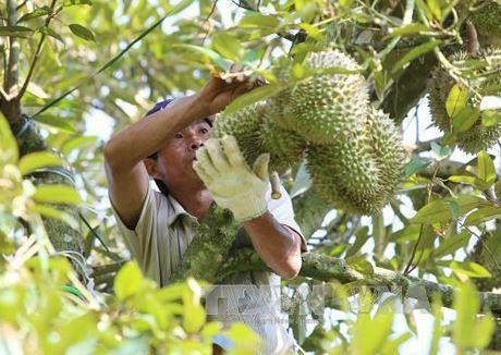 Tiền Giang: Giá một số loại trái cây đang tăng mạnh