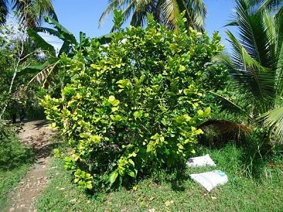 Quản lý bệnh hại rễ cây ăn trái bằng biện pháp sinh học