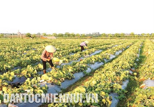 Kinh nghiệm trồng dưa lưới