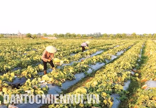 Kinh nghiệm trồng dưa lưới