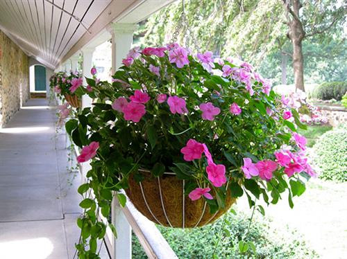 Kỹ thuật trồng cây mai địa thảo để ban công rực rỡ sắc hoa
