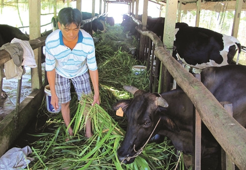 Sóc Trăng phát triển chăn nuôi bò sữa