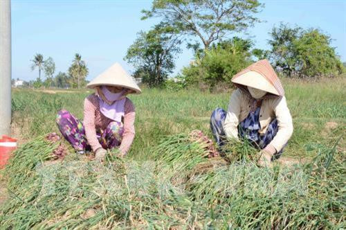 Sóc Trăng: Nhiều mô hình mới trồng hành trong mùa mưa hiệu quả cao