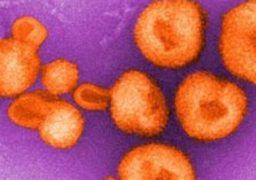 Phát triển phân tử "mồi nhử" giúp vô hiệu hóa virus lây từ động vật sang người