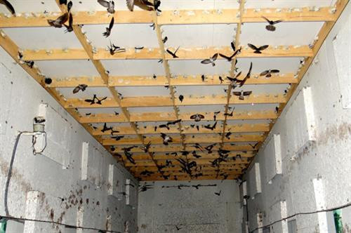 An Giang phát triển nghề nuôi chim yến bền vững