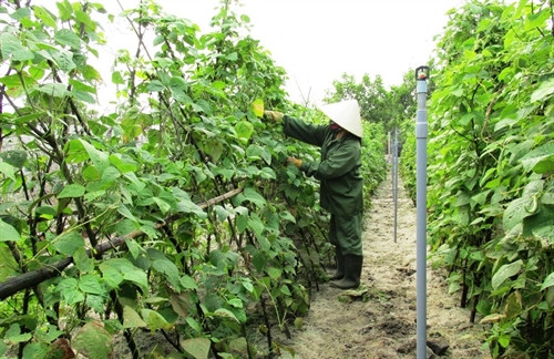 Vườn xanh trên cát trắng Quảng Bình