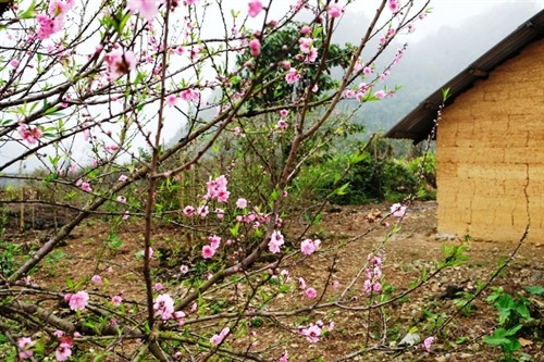 Hoa trên cao nguyên đá