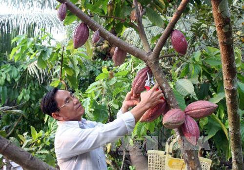 Cách trồng ca-cao mang lại hiệu quả kinh tế cao