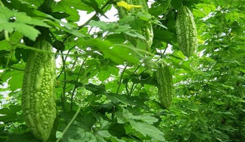 Trồng mướp đắng trên đất cát cho hiệu quả cao ở Quảng Điền