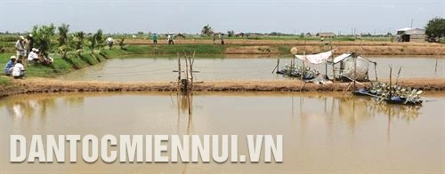 Phương pháp nuôi tôm trong mùa mưa