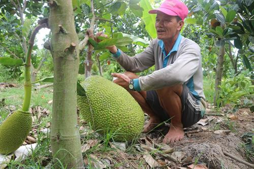 Nông dân Đồng Tháp trồng mít Thái lãi cao