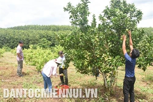 Kon Tum xây dựng hợp tác xã kiểu mới